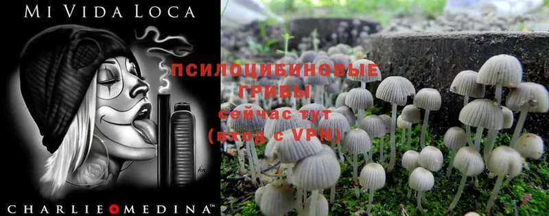 Псилоцибиновые грибы Magic Shrooms  Березники 